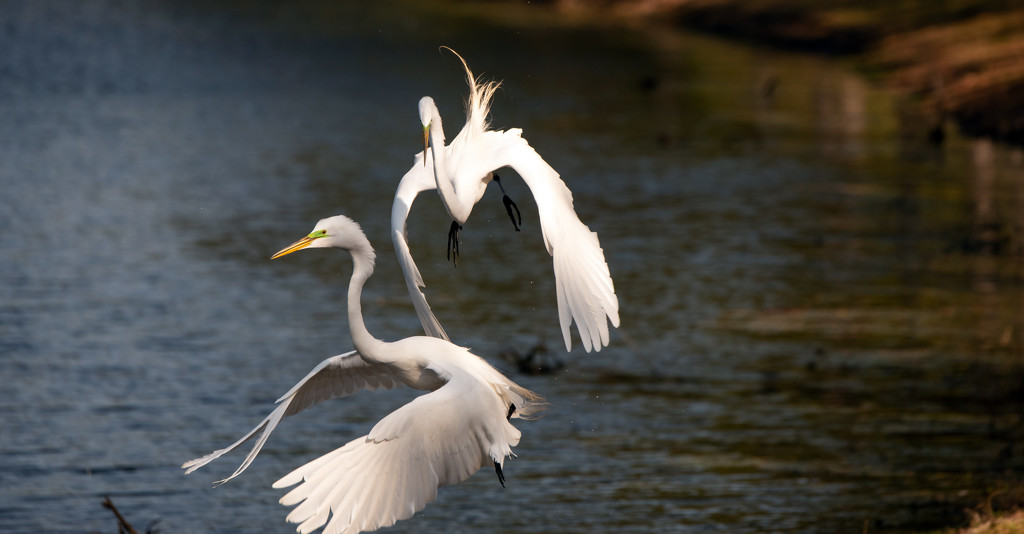 Egrets Getting Rowdy! by rickster549