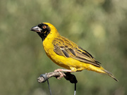 17th Mar 2020 - Masked Weaver 