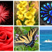 My Favorite Primary Color Pics in a Collage by homeschoolmom