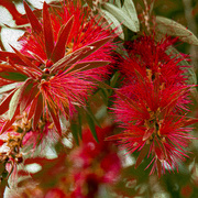16th Mar 2020 - as red as a bottle brush