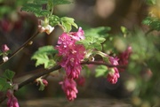 16th Mar 2020 - Flowering currant