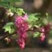 Flowering currant by 365projectmaxine