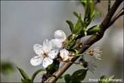 17th Mar 2020 - Blossom