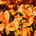 Orange Glitter Leaves by yogiw