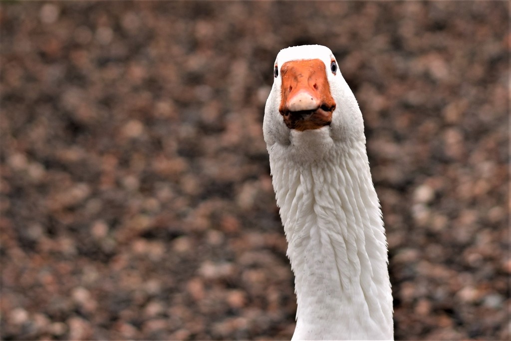 Goose or sock puppet? by christophercox