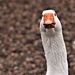 Goose or sock puppet? by christophercox