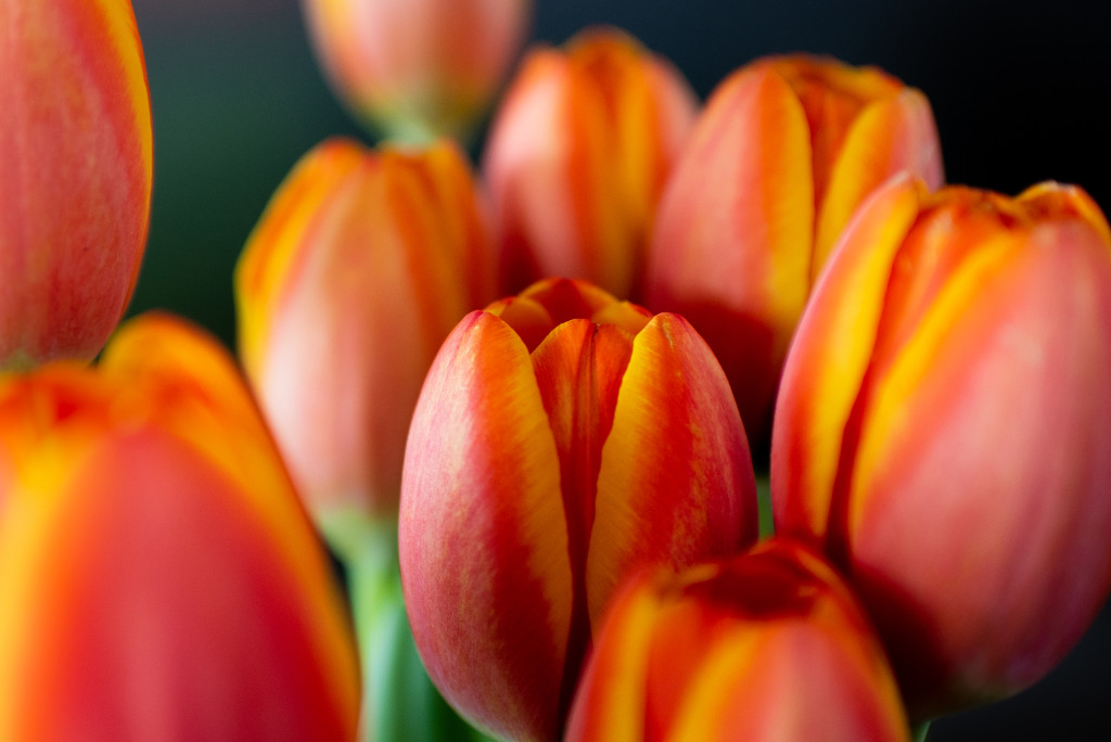 Orange Tulips by kwind