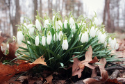 17th Mar 2020 - A Bouquet of Glowing Snowdrops just for YOU!