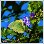 18th Mar 2020 - Butterfly with a Tattered Wing ~ 