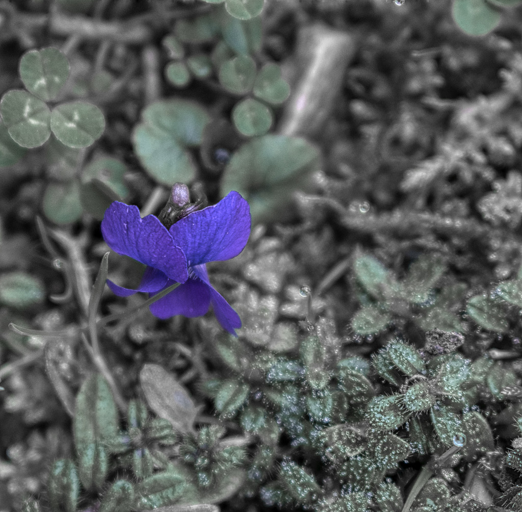 Wild Violet by k9photo