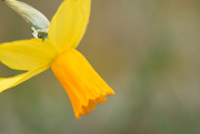 17th Mar 2020 - Daffodil