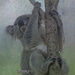 in repose by koalagardens