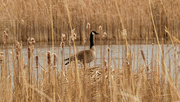 11th Mar 2020 - goose and cattails