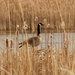 goose and cattails by rminer