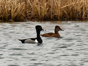 11th Mar 2020 - ring-necked ducks
