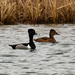 ring-necked ducks by rminer