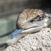 So Lizards have blue tongues!  by creative_shots