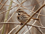 11th Mar 2020 - song sparrow