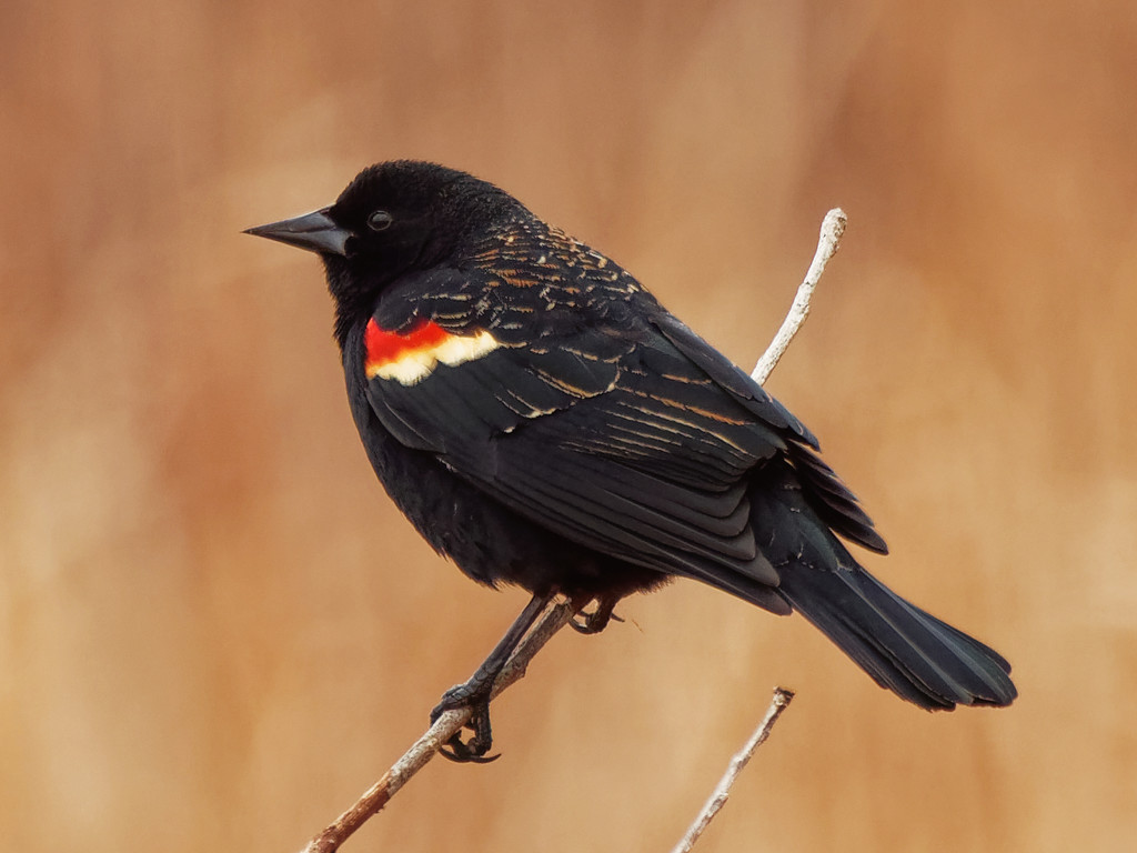 Red-winged blackbird by rminer