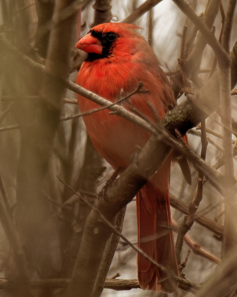 Northern Cardinal by rminer