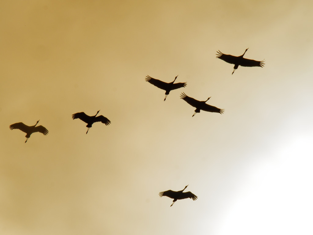 Sandhill cranes fly by the sun by rminer