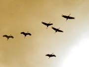 12th Mar 2020 - Sandhill cranes fly by the sun