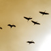 Sandhill cranes fly by the sun by rminer