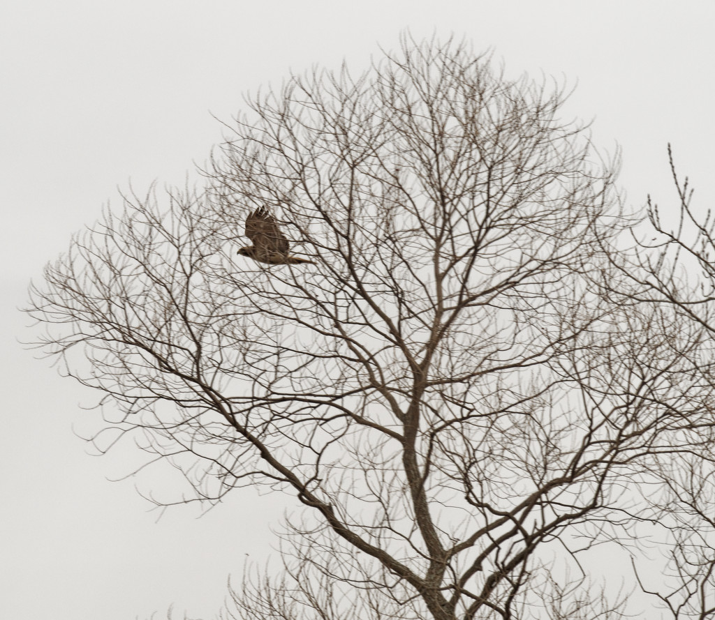 hawk by tree by rminer