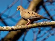 13th Mar 2020 - Mourning Dove