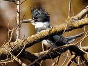 17th Mar 2020 - Belted kingfisher 