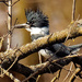 Belted kingfisher  by rminer