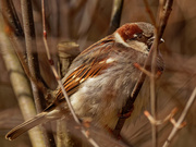 17th Mar 2020 - house sparrow