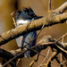 Belted kingfisher portrait  by rminer