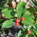 Holly berries by sandlily