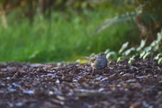 12th Mar 2020 - Gold-Crowned Sparrow 