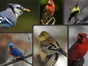 17th Mar 2020 - Primary colors/Birds