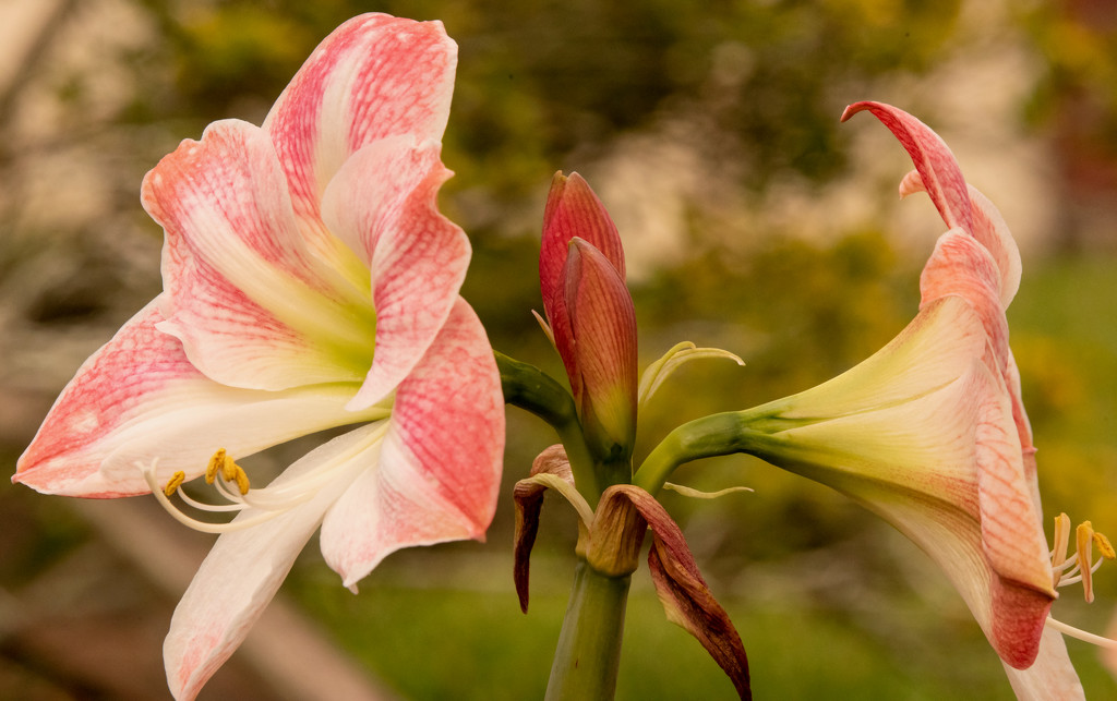 The Amaryllis are Out and Blooming! by rickster549