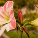 The Amaryllis are Out and Blooming! by rickster549