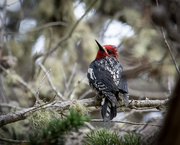 17th Mar 2020 - Red-breasted Sapsucker