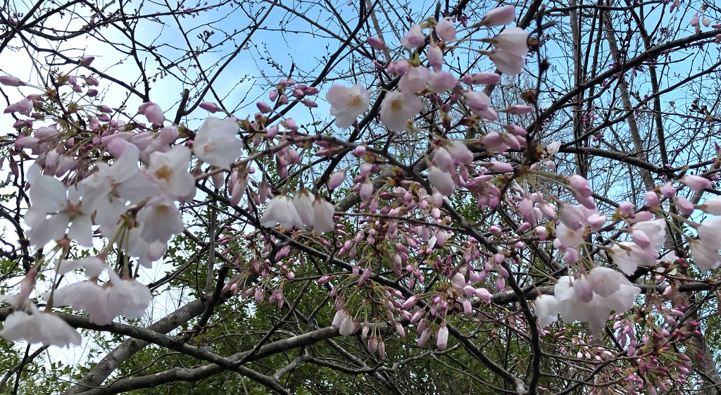 Crabapple blossoms! by homeschoolmom