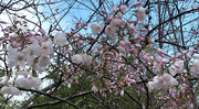 17th Mar 2020 - Crabapple blossoms!