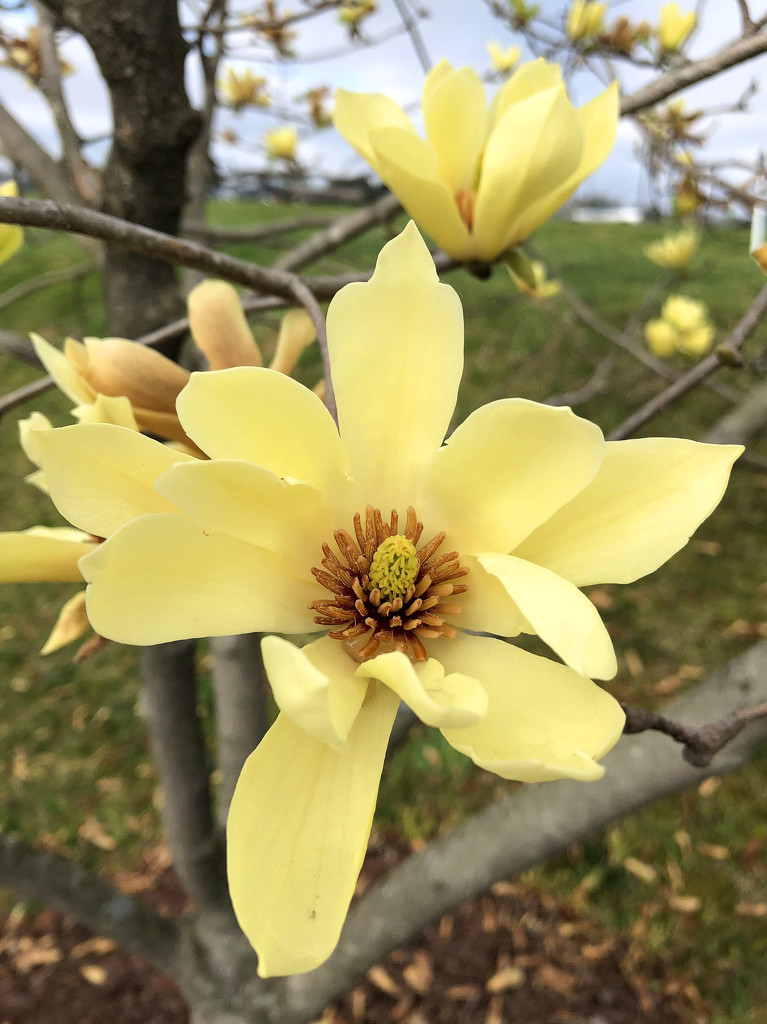 Another magnolia variety by homeschoolmom