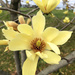 Another magnolia variety by homeschoolmom