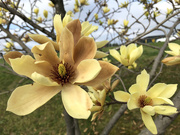 17th Mar 2020 - Yellow Bird Magnolia Tree