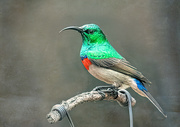 18th Mar 2020 - Double collared Sunbird