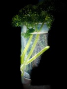 18th Mar 2020 - Just parsley