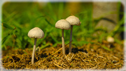 18th Mar 2020 - Fungi family