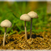Fungi family by rustymonkey