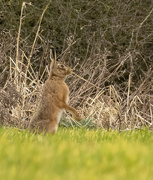 18th Mar 2020 - Lookout Hare 