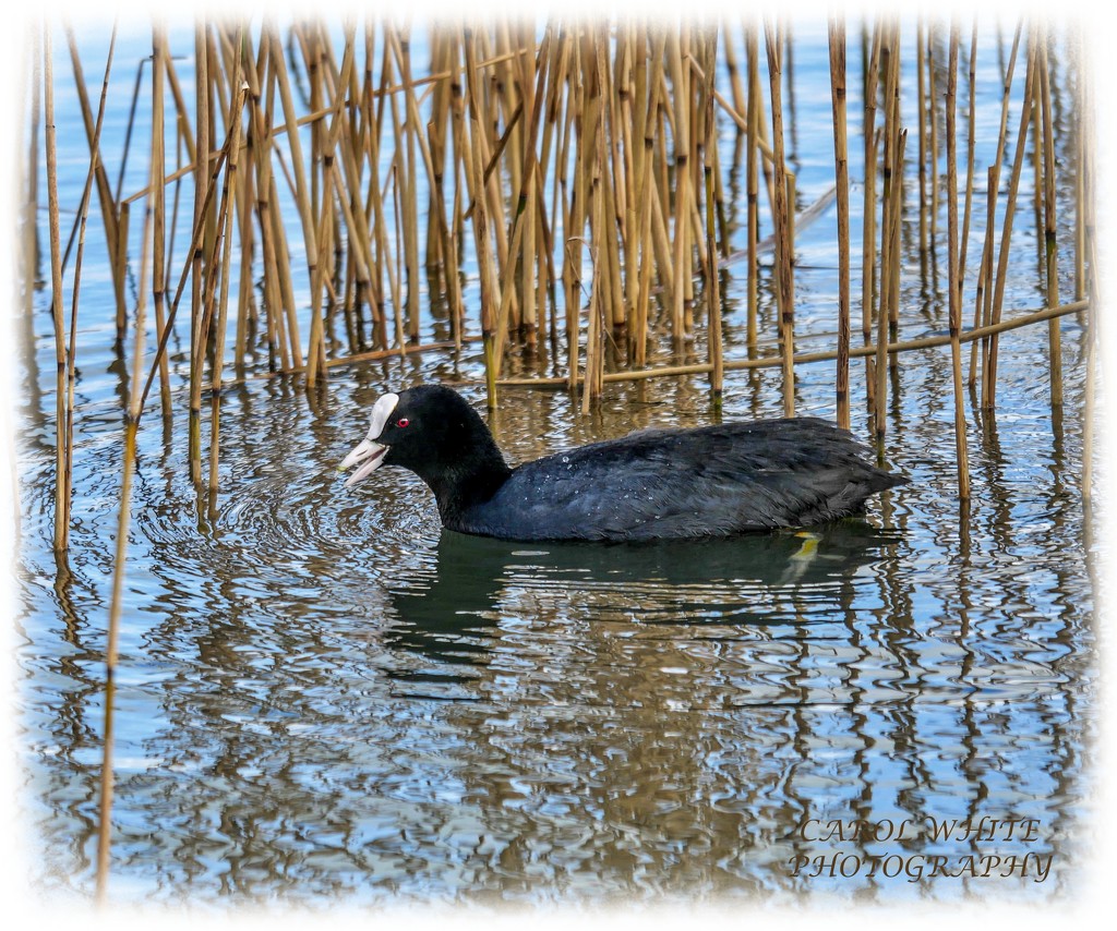 Coot And Reflections by carolmw